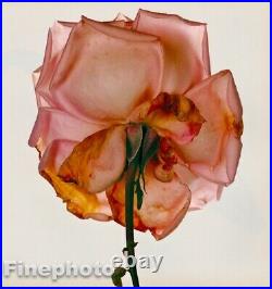 1980 Vintage IRVING PENN Botanical ROSE Flower Fine Art Photo Engraving 16x20