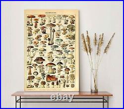 Types of mushrooms Art Wall Decor Vintage canvas or poster educational print